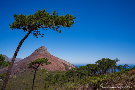 Lions Head View from Signal Hill in Capetown