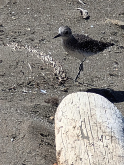 2024-10-18_21.08.36_handy